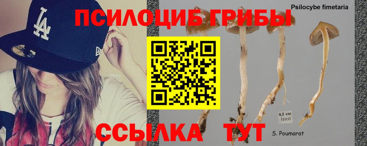 где купить   Псилоцибиновые грибы Psilocybe  Вход с VPN  Ейск 
